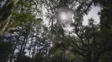Brookgreen Gardens, Myrtle Beach, Güney Carolina, ABD, Temmuz 2016 dev oaks