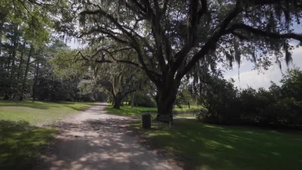 Giant Oaks Brookgreen Gardens Myrtle Beach South Carolina Usa Jul — стоковое видео