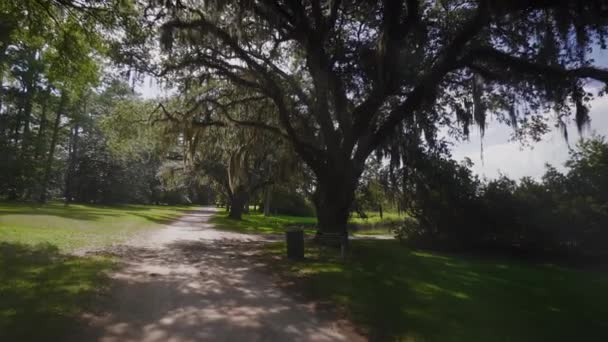 Olbrzymie Dęby Brookgreen Gardens Myrtle Beach Karolina Południowa Usa Lip — Wideo stockowe