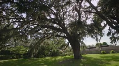 Brookgreen Gardens, Myrtle Beach, Güney Carolina, ABD, Temmuz 2016 dev oaks