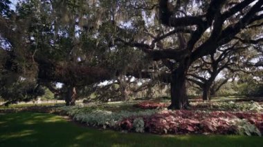 Brookgreen Gardens, Myrtle Beach, Güney Carolina, ABD, Temmuz 2016 dev oaks