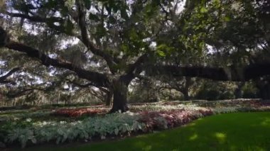 Brookgreen Gardens, Myrtle Beach, Güney Carolina, ABD, Temmuz 2016 dev oaks