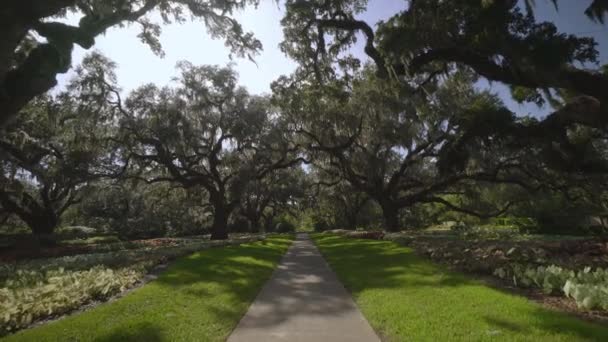 Olbrzymie Dęby Brookgreen Gardens Myrtle Beach Karolina Południowa Usa Lip — Wideo stockowe