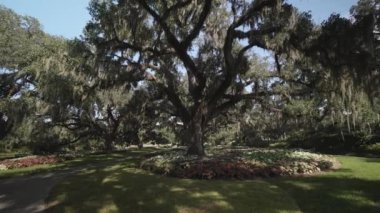 Brookgreen Gardens, Myrtle Beach, Güney Carolina, ABD, Temmuz 2016 dev oaks