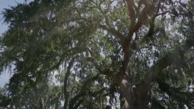 Brookgreen Gardens, Myrtle Beach, Güney Carolina, ABD, Temmuz 2016 dev oaks