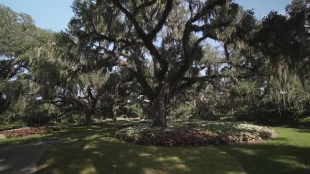 Die Riesigen Eichen Der Brookgreen Garden Myrtle Beach South Carolina — Stockvideo