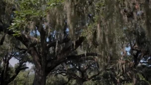 Olbrzymie Dęby Brookgreen Gardens Myrtle Beach Karolina Południowa Usa Lip — Wideo stockowe