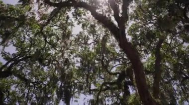 Brookgreen Gardens, Myrtle Beach, Güney Carolina, ABD, Temmuz 2016 dev oaks