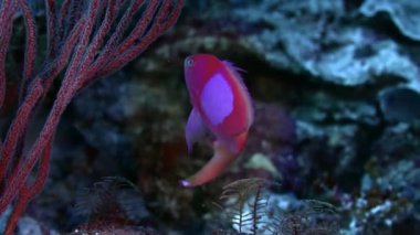 Kare-spot peri basslet, Pseudanthias pleurotaenia, bir renkli mercan resif, Wakatobi, Endonezya, ağır çekimde yüzüyor
