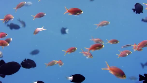 Deniz Goldie Anthias Mavi Wakatobi Endonezya Yavaş Çekimde Pseudanthias Squamipinnis — Stok video