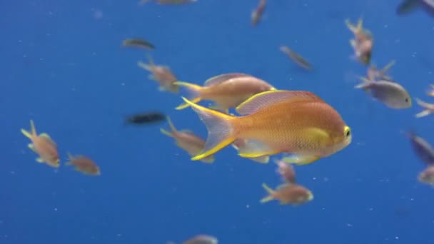 Una Scuola Fiammella Indiana Pseudanthias Ignitus Blue Water Wakatobi Indonesia — Video Stock