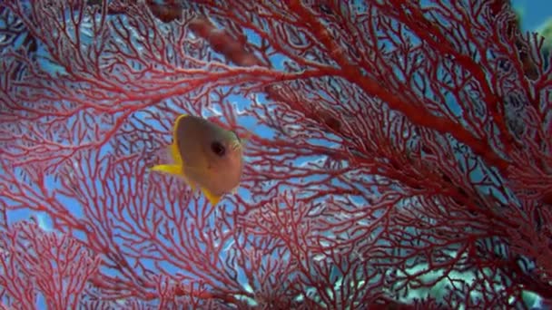 かわいいカラフルな黄色いスズメダイ スズメダイ Analis 魚赤ヴィメ ゴルゴニア Wakatobi インドネシア スローモーションの前の肖像画間近します — ストック動画