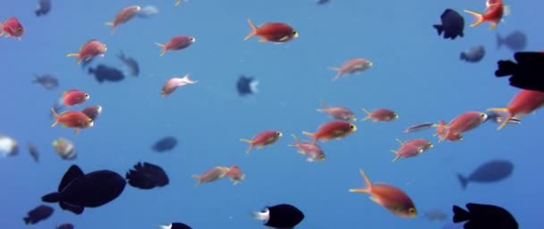 キンギョハナダイ Anthias 青い水 Wakatobi インドネシア スローモーションで Pseudanthias Squamipinnis — ストック動画