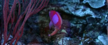 Kare-spot peri basslet, Pseudanthias pleurotaenia, bir renkli mercan resif, Wakatobi, Endonezya, ağır çekimde yüzüyor