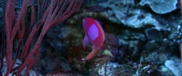 Quadratfleck Elfenbarsch Pseudanthias Pleurotaenia Schwimmt Einem Farbenfrohen Korallenriff Wakatobi Indonesien — Stockvideo
