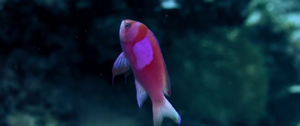Square Spot Fairy Basslet Pseudanthias Pleurotaenia Swimming Colorful Coral Reef — Stock Video