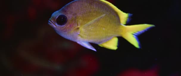 Крупный План Портрет Миленькой Цветной Желтой Рыбки Chromis Analis Черном — стоковое видео