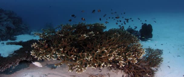 Сетчатые Девичьи Рыбы Dascyllus Reticulatus Прячутся Кораллах Acropora Wakatobi Индонезия — стоковое видео