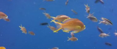 bir Hint Okulu alev basslet Pseudanthias ignitus mavi su, Wakatobi, Endonezya, yaban eriği hareket