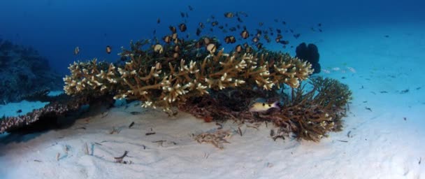 サンゴ ミドリイシ Wakatobi インドネシア Motiom 5Kws の隠れている網状のスズメダイ魚類 Dascyllus — ストック動画