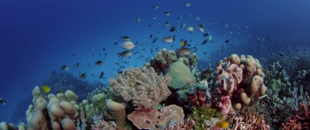 数以百万计的 Chromis Chromis 隐藏在珊瑚 Wakatobi 慢动作 — 图库视频影像