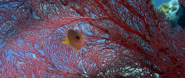 关闭一个可爱的小彩色黄色 Chromis Chromis Analis 鱼在红色 Gorgonia Wakatobi 慢动作的肖像 — 图库视频影像