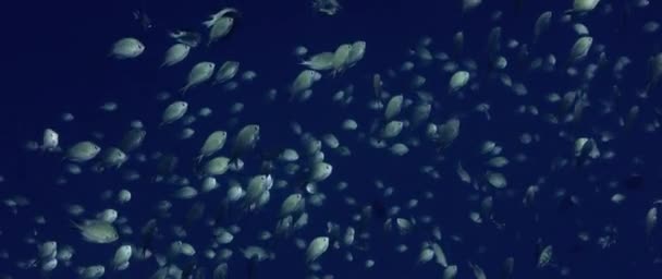 Escuela Chromis Damsel Chromis Nadando Agua Azul Wakatobi Indonesia Cámara — Vídeos de Stock