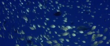 Krom Damsel Okulu, masmavi bir deniz, Wakatobi, Endonezya, ağır çekimde yüzme krom sp