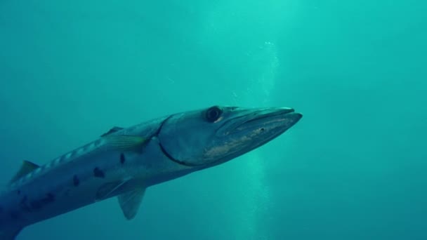 Die Große Barrakuda Oder Riesenbarrakuda Sphyraena Barracuda — Stockvideo