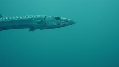 Büyük barracuda veya dev barracuda (Sphyraena barracuda)