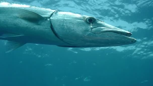 Grande Barracuda Barracuda Gigante Sphyraena Barracuda — Vídeo de Stock