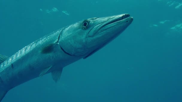 Gran Barracuda Barracuda Gigante Sphyraena Barracuda — Vídeos de Stock