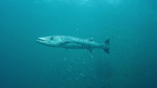 Gran Barracuda Barracuda Gigante Sphyraena Barracuda — Vídeos de Stock