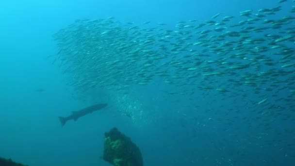 Grand Barracuda Sphyraena Barracuda Nage Dessus Une Épave — Video