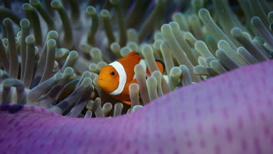 yanlış tehlikede veya palyaço balığı, Amphiprion ocellaris, anemon çiçeği, Wakatobi, Endonezya, bir yavaş hareket halinde, kırmızı 5kws 21:9 saklıyor