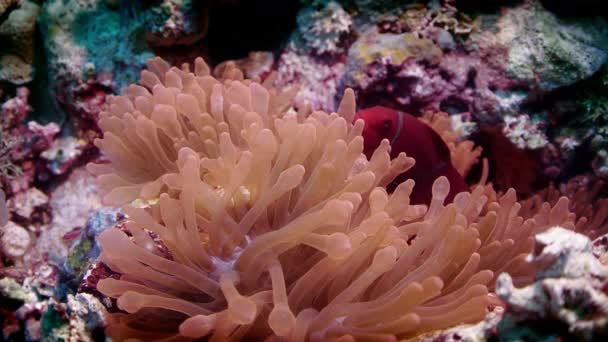 Spinecheek Očkatý Premnas Biaculeatus Plave Nervózně Sasanky Pomalý Pohyb Wakatobi — Stock video