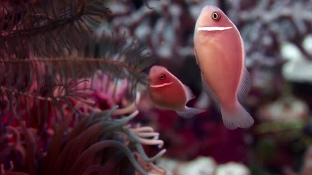 Vit Måned Anemonefish Eller Pink Anemonefish Amphiprion Perideraion Gömmer Sig — Stockvideo