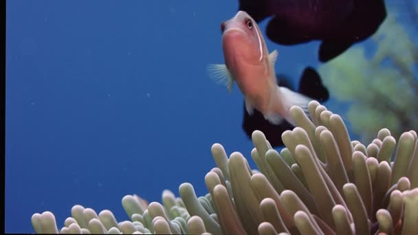 Wit Manen Anemonefish Roze Anemonefish Amphiprion Perideraion Het Verbergen Van — Stockvideo