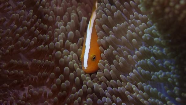 白色鬃毛 Anemonefish 或粉红色 Anemonefish Amphiprion Perideraion 是藏银莲花 Wakatobi 慢动作 — 图库视频影像