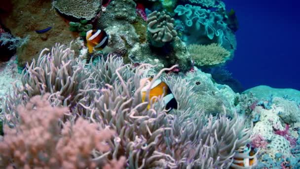 Clarks Anemonefish Amphiprion Clarkii Визирає Свого Господаря Anemone Wakatobi Індонезія — стокове відео