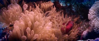 Bir Spinecheek palyaço balığı, Premnas biaculeatus, endişeyle gezen bir anemone yavaş hareket, Wakatobi, Endonezya, Kasım, 2017, kırmızı 5kws, 21:9