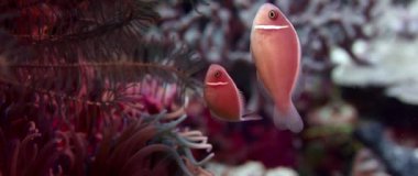 Beyaz yeleli tehlikede veya pembe tehlikede, Amphiprion perideraion, IA anemone saklıyor. Wakatobi, Endonezya, ağır çekim