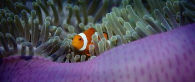 yanlış tehlikede veya palyaço balığı, Amphiprion ocellaris, anemon çiçeği, Wakatobi, Endonezya, bir yavaş hareket halinde, kırmızı 5kws 21:9 saklıyor