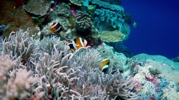 Clarks Anemonefish Amphiprion Clarkii Zerkające Jego Hosta Anemone Wakatobi Indonezja — Wideo stockowe