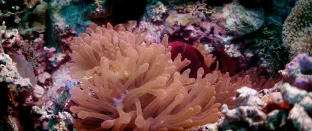Spinecheek Clownfish Premnas Biaculeatus Nuota Nervosamente Anemone Slow Motion Wakatobi — Video Stock