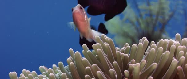 Fehér Galléros Anemonefish Vagy Rózsaszín Anemonefish Amphiprion Perideraion Bujkál Anemone — Stock videók