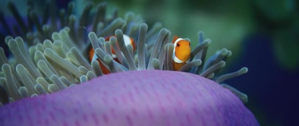 Falso Pez Anémona Pez Payaso Amphiprion Ocellaris Esconde Una Anémona — Vídeos de Stock