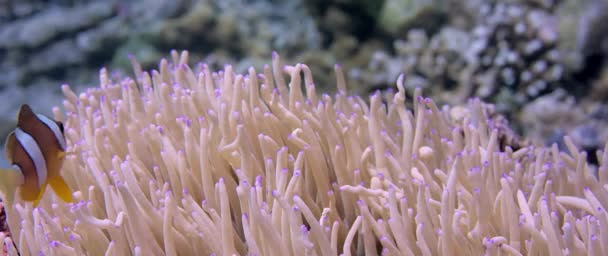 Clarks Anemonefish Amphiprion Clarkii Espreitando Fora Sua Anêmona Anfitriã Wakatobi — Vídeo de Stock