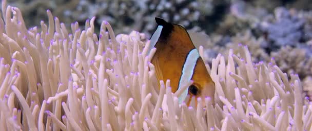 Clarks Anemonefish Amphiprion Vízből Less Fogadó Anemone Wakatobi Indonézia Lassú — Stock videók