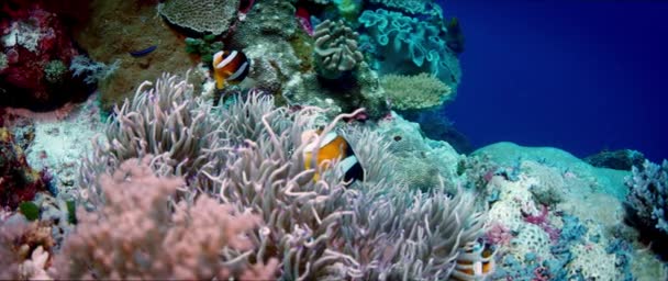 Clarks Anemonefish Amphiprion Clarkii Vykukujících Své Hostitelské Sasanky Wakatobi Indonésie — Stock video